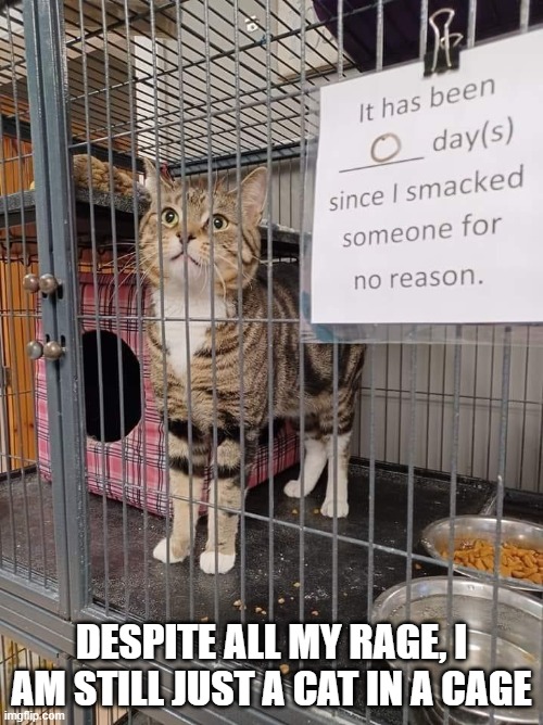 Smashing Car | DESPITE ALL MY RAGE, I AM STILL JUST A CAT IN A CAGE | image tagged in cat,cage,bullet with butterfly wings | made w/ Imgflip meme maker