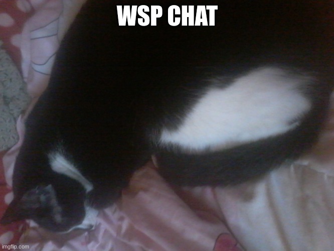 Kitten temp | WSP CHAT | image tagged in kitten temp | made w/ Imgflip meme maker