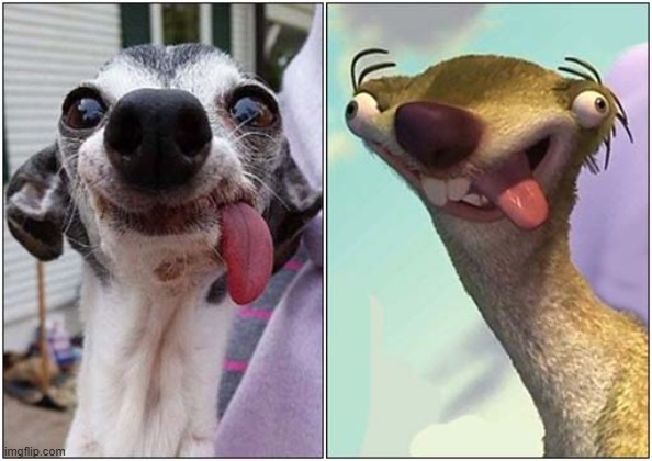 Hello ... My Name's Sid ! | image tagged in dogs,sid,ice age | made w/ Imgflip meme maker