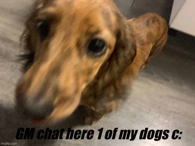 Gm guys here's a photo of my dogs gor u guys | GM chat here 1 of my dogs c: | made w/ Imgflip meme maker