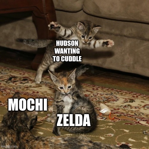 kiten | HUDSON WANTING TO CUDDLE; MOCHI                                    ZELDA | image tagged in kitten ambush | made w/ Imgflip meme maker