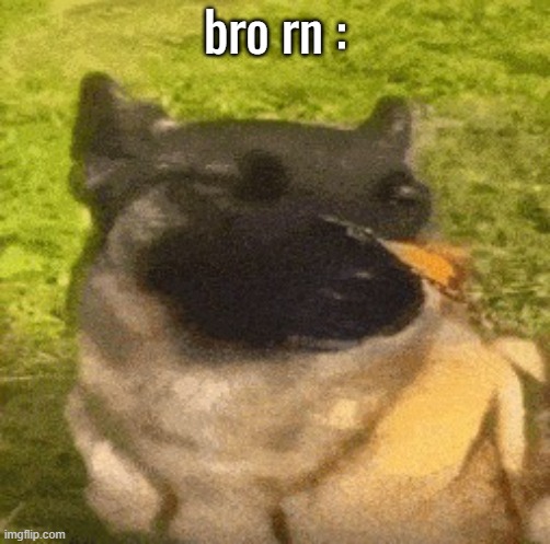 dog with butterfly | bro rn : | image tagged in dog with butterfly | made w/ Imgflip meme maker