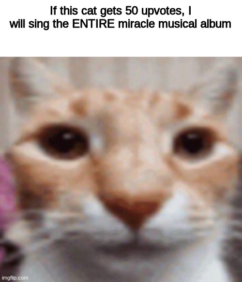 /silly | If this cat gets 50 upvotes, I will sing the ENTIRE miracle musical album | image tagged in pablo | made w/ Imgflip meme maker