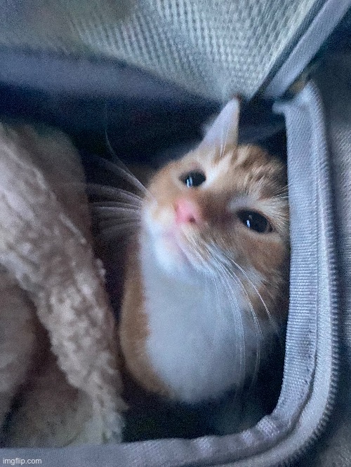 for those not in the discord, i’m telling you this now, uh i have a cat now!!! | made w/ Imgflip meme maker