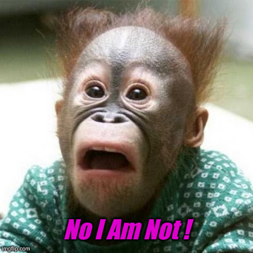 Shocked Monkey | No I Am Not ! | image tagged in shocked monkey | made w/ Imgflip meme maker