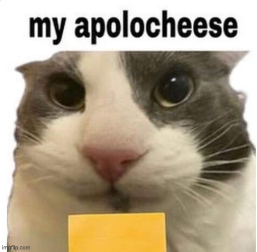 image tagged in cat,cheese | made w/ Imgflip meme maker