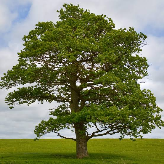 Tree Blank Meme Template