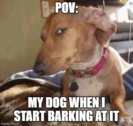 So relatable | POV:; MY DOG WHEN I START BARKING AT IT | image tagged in funny,relatable | made w/ Imgflip meme maker