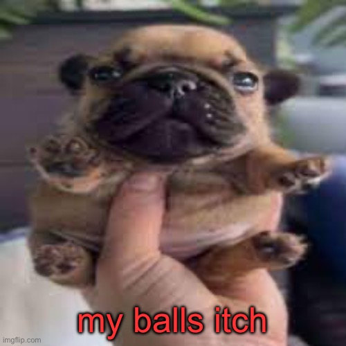 dog temp | my balls itch | image tagged in dog temp | made w/ Imgflip meme maker