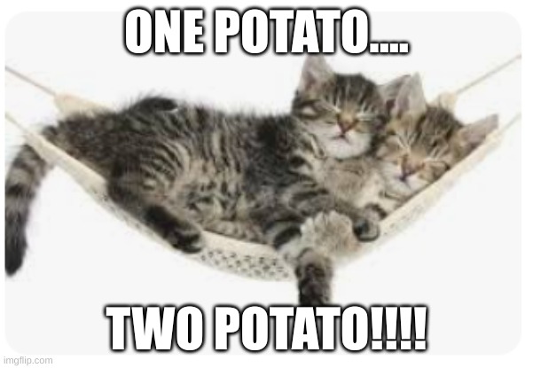 one potato... | ONE POTATO.... TWO POTATO!!!! | image tagged in cute kittens | made w/ Imgflip meme maker