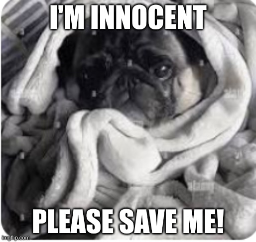 poor pug babling | I'M INNOCENT; PLEASE SAVE ME! | image tagged in poor animals | made w/ Imgflip meme maker