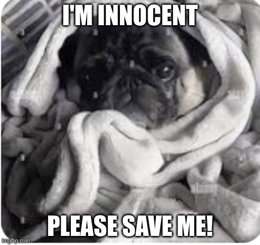 cant say no! | I'M INNOCENT; PLEASE SAVE ME! | image tagged in cute pug | made w/ Imgflip meme maker