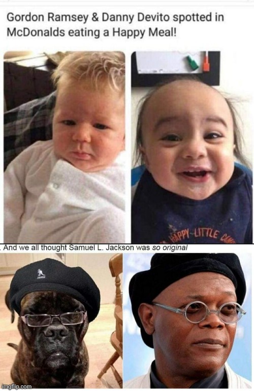 Celebrity look alikes | image tagged in samuel l jackson,danny devito,dog | made w/ Imgflip meme maker