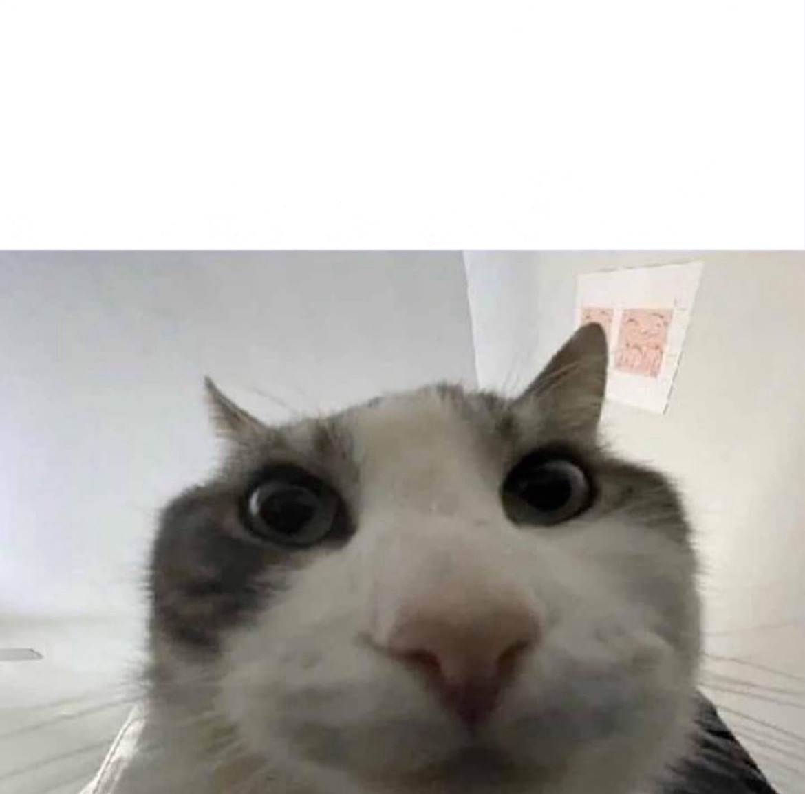 Cat looks into camera Blank Meme Template