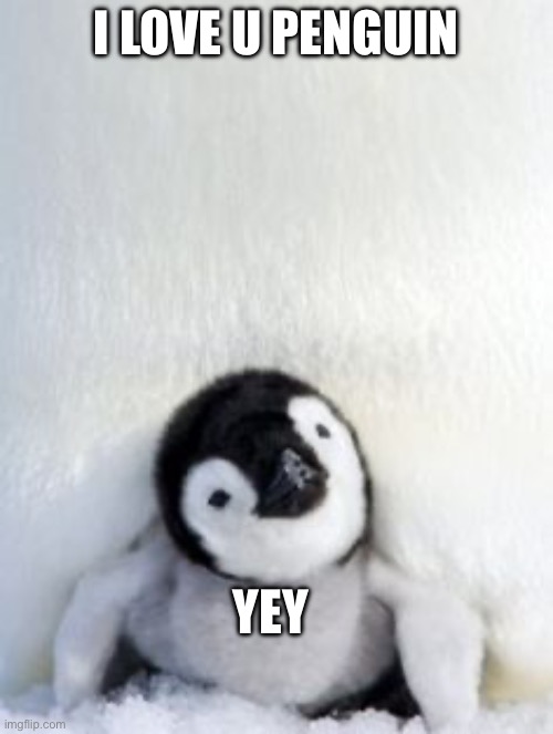 Cute Penguin | I LOVE U PENGUIN; YEY | image tagged in cute penguin | made w/ Imgflip meme maker