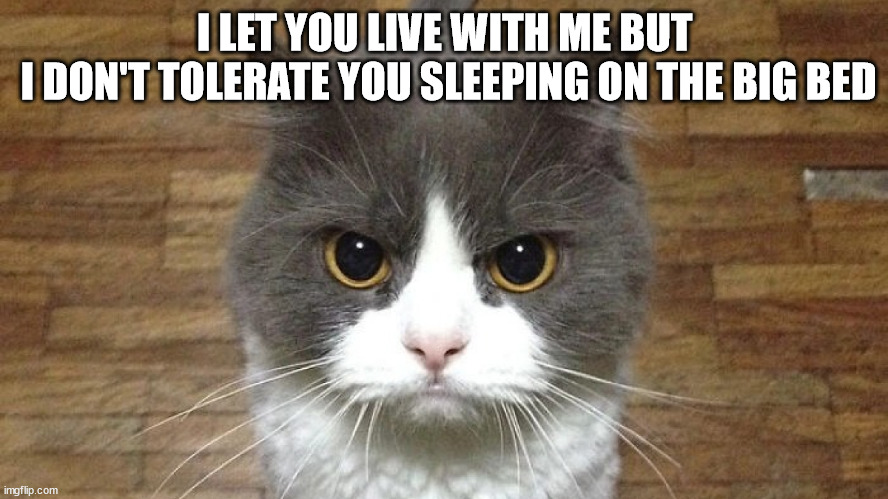 They have too much freedoms | I LET YOU LIVE WITH ME BUT
 I DON'T TOLERATE YOU SLEEPING ON THE BIG BED | image tagged in cats,cat,angry,grumpy cat | made w/ Imgflip meme maker