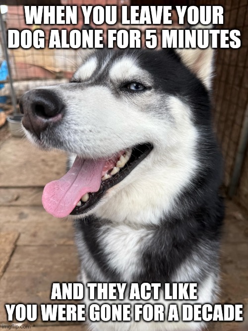 WHEN YOU LEAVE YOUR DOG ALONE FOR 5 MINUTES; AND THEY ACT LIKE YOU WERE GONE FOR A DECADE | image tagged in pun dog - husky,husky,dog,joke,fun,funny | made w/ Imgflip meme maker