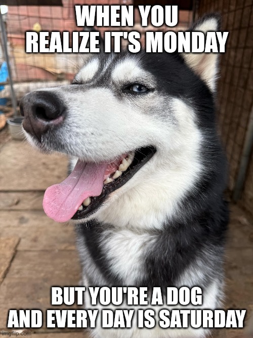 WHEN YOU REALIZE IT'S MONDAY; BUT YOU'RE A DOG AND EVERY DAY IS SATURDAY | image tagged in pun dog - husky,husky,dog,joke,funny,meme | made w/ Imgflip meme maker