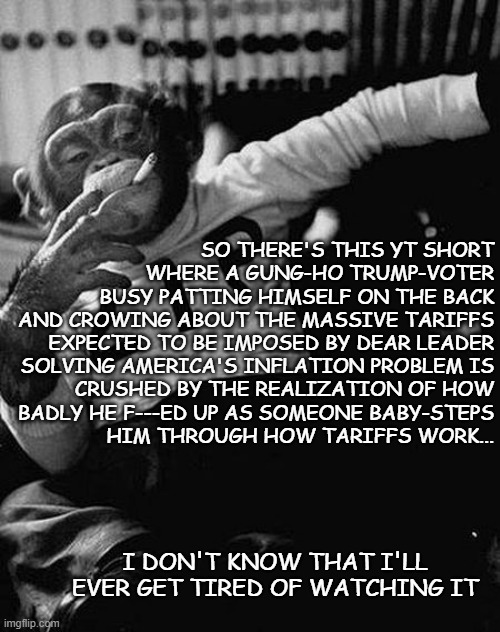 Schadenfreude Polka Part II: the Waltz of Buyer's Remorse | SO THERE'S THIS YT SHORT
WHERE A GUNG-HO TRUMP-VOTER
BUSY PATTING HIMSELF ON THE BACK
AND CROWING ABOUT THE MASSIVE TARIFFS
EXPECTED TO BE IMPOSED BY DEAR LEADER
SOLVING AMERICA'S INFLATION PROBLEM IS
CRUSHED BY THE REALIZATION OF HOW
BADLY HE F---ED UP AS SOMEONE BABY-STEPS
HIM THROUGH HOW TARIFFS WORK... I DON'T KNOW THAT I'LL EVER GET TIRED OF WATCHING IT | image tagged in zip the smoking chimp,schadenfreude,oops | made w/ Imgflip meme maker