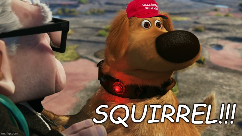 We love updog, don't we folks? | SQUIRREL!!! | image tagged in up squirrel dog | made w/ Imgflip meme maker