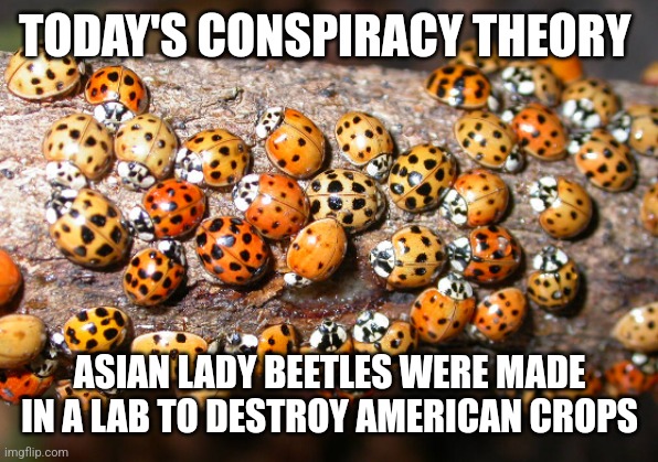 TODAY'S CONSPIRACY THEORY; ASIAN LADY BEETLES WERE MADE IN A LAB TO DESTROY AMERICAN CROPS | image tagged in funny memes | made w/ Imgflip meme maker