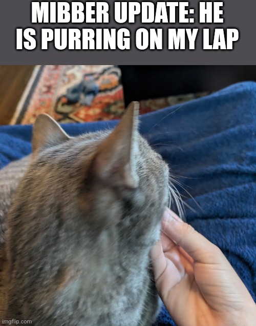 Scritches for mibber | MIBBER UPDATE: HE IS PURRING ON MY LAP | image tagged in cat | made w/ Imgflip meme maker