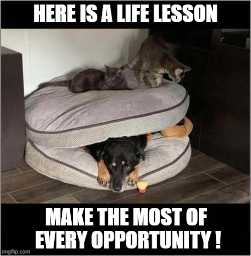 Dominate, Conquer, Humiliate ! | HERE IS A LIFE LESSON; MAKE THE MOST OF
 EVERY OPPORTUNITY ! | image tagged in cats,dog,opportunity | made w/ Imgflip meme maker