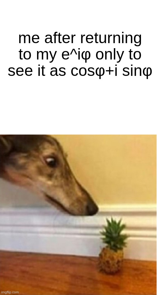 thw | me after returning to my e^iφ only to see it as cosφ+i sinφ | image tagged in dog looks at pineapple | made w/ Imgflip meme maker