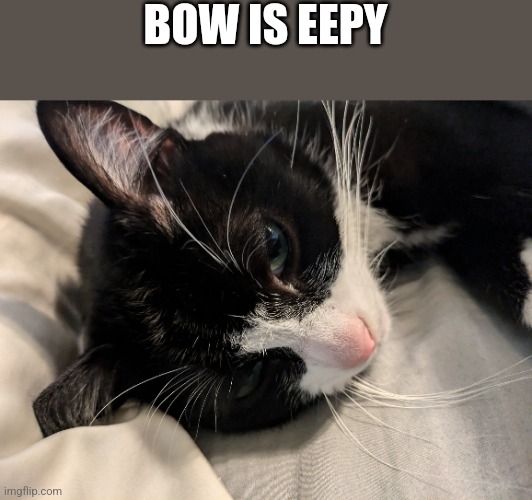 He has had a long day of sleeping, now he is eepy | BOW IS EEPY | image tagged in sleepy cat | made w/ Imgflip meme maker