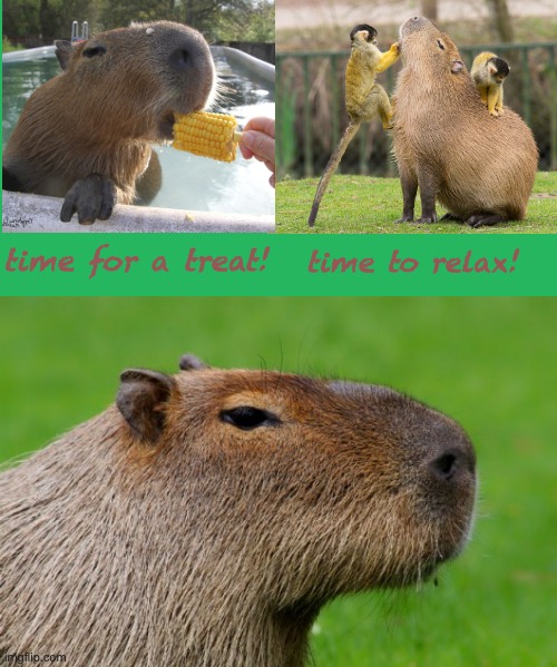 Inside your heart, there are two capybaras | time for a treat! time to relax! | image tagged in anonymous capybara,heart,conflict,soul,words of wisdom | made w/ Imgflip meme maker