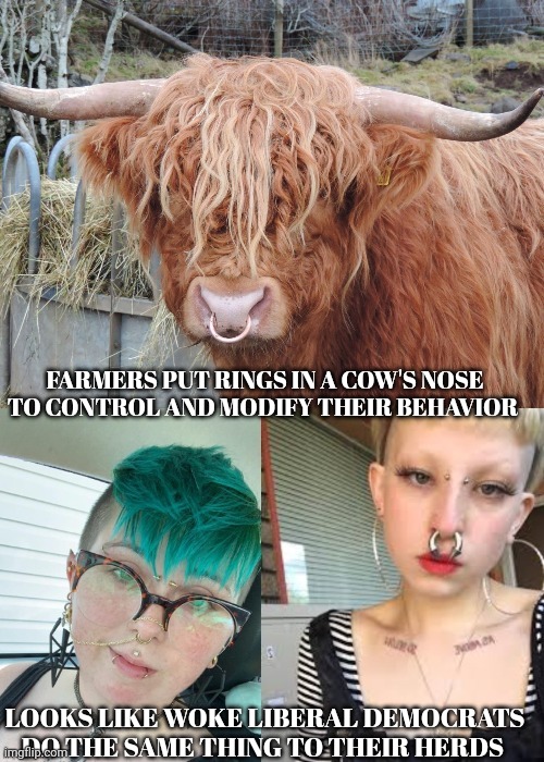 liberal memes | FARMERS PUT RINGS IN A COW'S NOSE TO CONTROL AND MODIFY THEIR BEHAVIOR; LOOKS LIKE WOKE LIBERAL DEMOCRATS DO THE SAME THING TO THEIR HERDS | image tagged in liberals | made w/ Imgflip meme maker