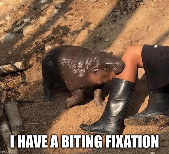 Moo deng Tyson | I HAVE A BITING FIXATION | image tagged in moo deng,mike tyson,biting fixation | made w/ Imgflip meme maker