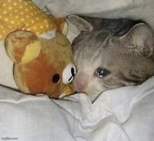 image tagged in sad cat hugging a teddy | made w/ Imgflip meme maker