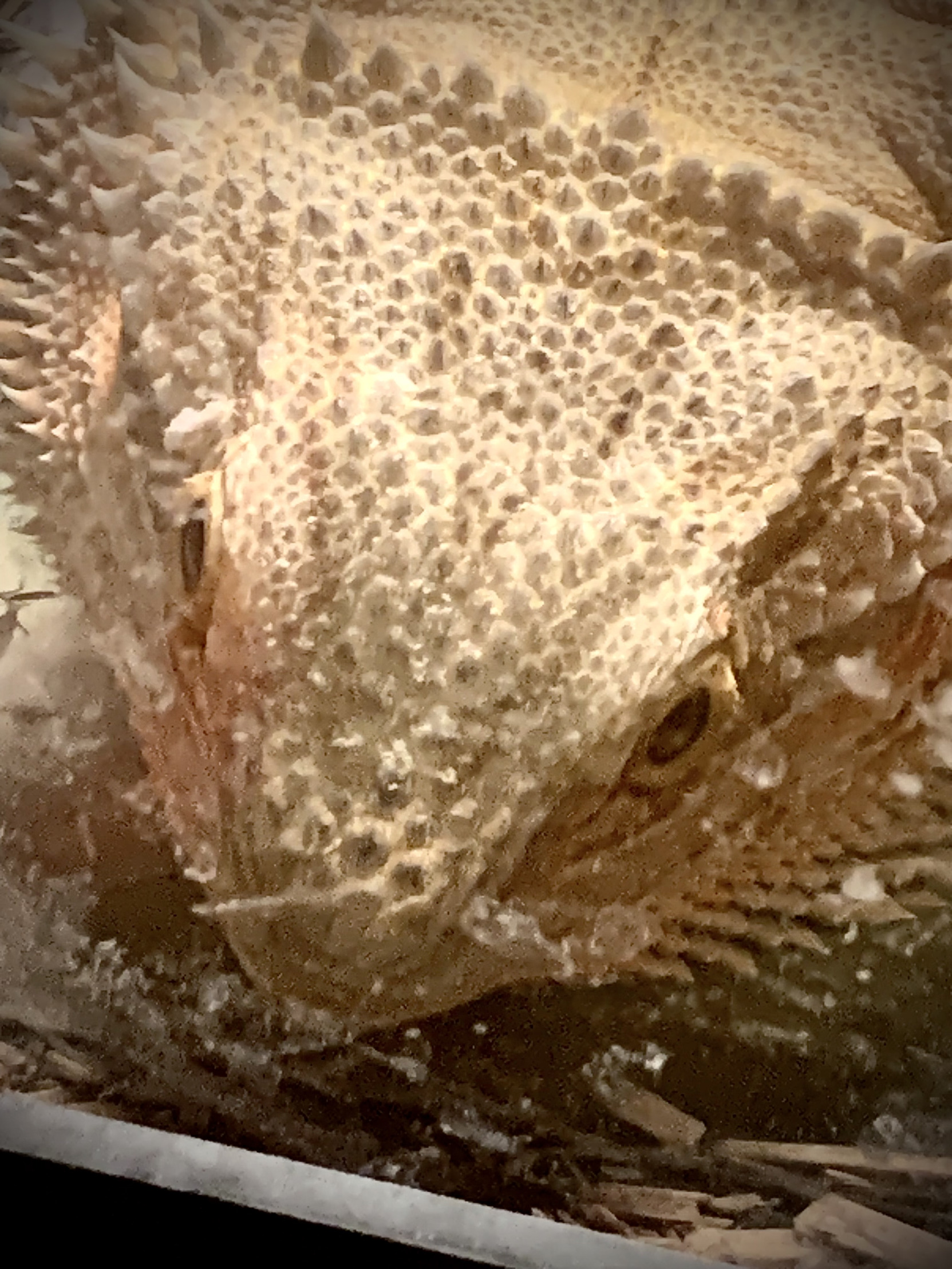 Bearded dragon forehead Blank Meme Template