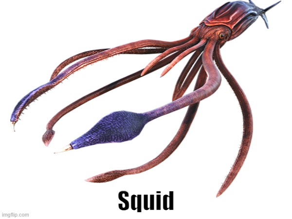 Squid | Squid | image tagged in squid | made w/ Imgflip meme maker