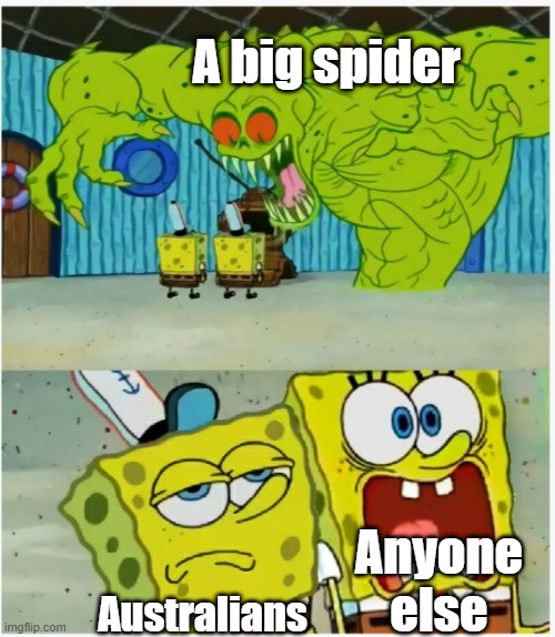 SpongeBob SquarePants scared but also not scared | A big spider; Anyone else; Australians | image tagged in spongebob squarepants scared but also not scared,australia | made w/ Imgflip meme maker