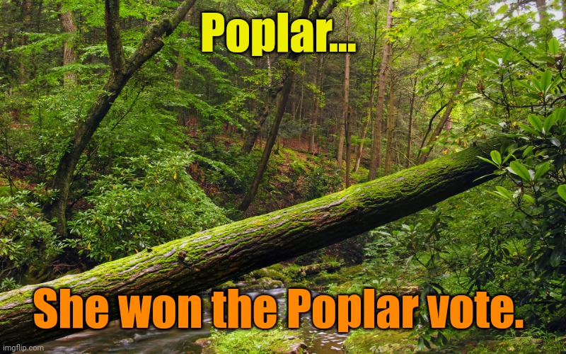 Fallen tree in forest | Poplar... She won the Poplar vote. | image tagged in fallen tree in forest | made w/ Imgflip meme maker