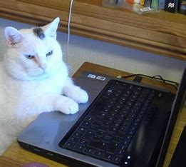 Cat with computer Blank Meme Template