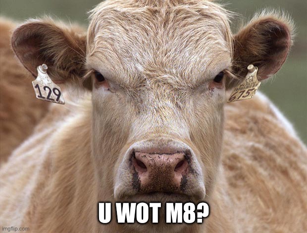 Mad Cow | U WOT M8? | image tagged in mad cow | made w/ Imgflip meme maker