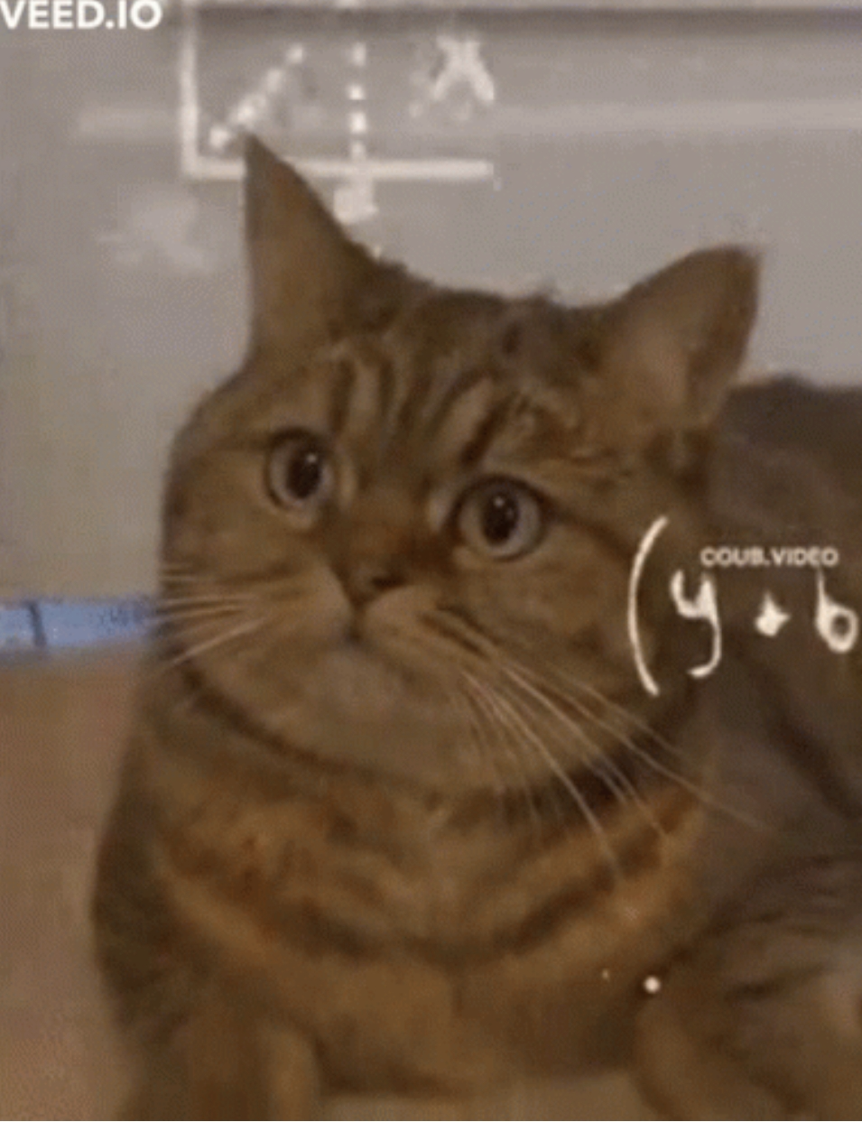 Cat Calculations Blank Meme Template