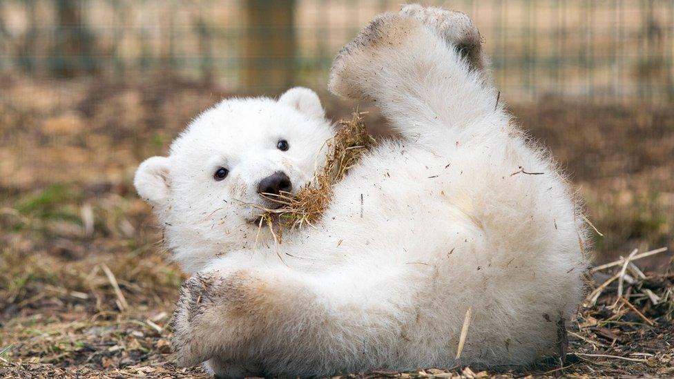 Excited polar bear cub Blank Meme Template