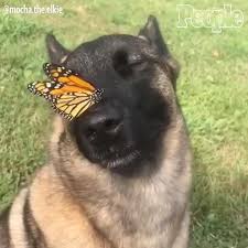 Butterfly dog Blank Meme Template