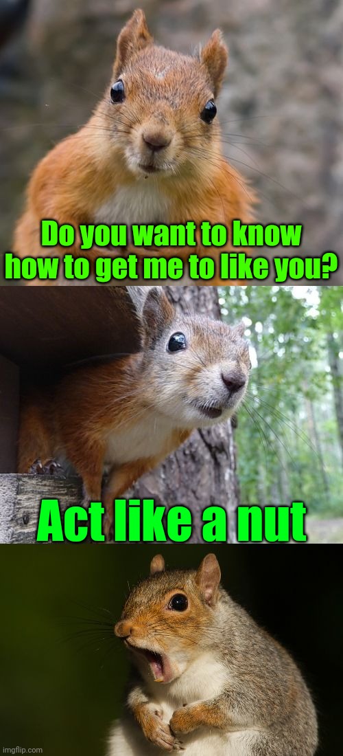 Nut going to happen | Do you want to know how to get me to like you? Act like a nut | image tagged in bad pun squirrel,memes,squirrel | made w/ Imgflip meme maker