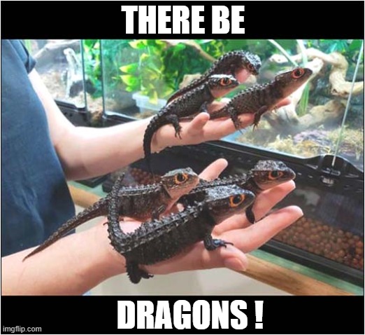 The Crocodile Skink From New Guinea | THERE BE; DRAGONS ! | image tagged in lizards,dragons | made w/ Imgflip meme maker