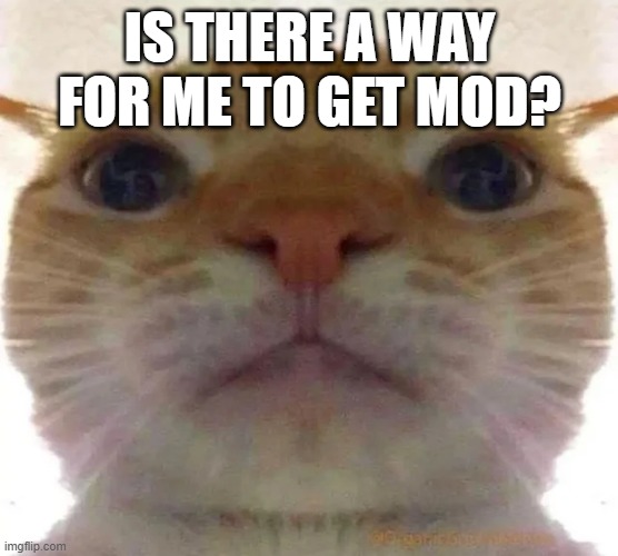 (mod: ask the Vinwix) | IS THERE A WAY FOR ME TO GET MOD? | image tagged in bruh face cat,memes,meme,funny,aub,mod | made w/ Imgflip meme maker