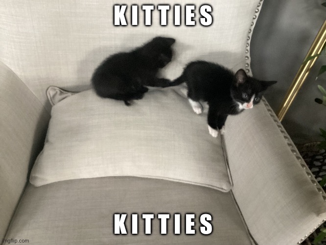 i know its off topic but let this in theyre adorable | K I T T I E S; K I T T I E S | image tagged in kyle_stickmans kittens | made w/ Imgflip meme maker