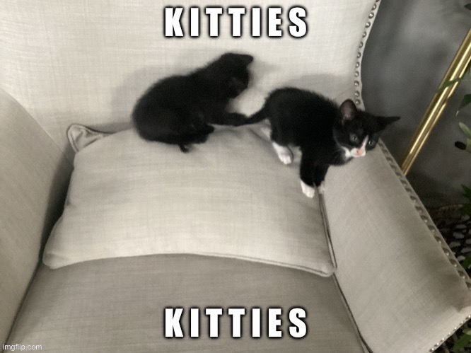 image tagged in kitties | made w/ Imgflip meme maker