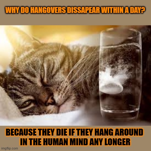 This #lolcat wonders why hangovers never last over a day | WHY DO HANGOVERS DISSAPEAR WITHIN A DAY? BECAUSE THEY DIE IF THEY HANG AROUND 
IN THE HUMAN MIND ANY LONGER | image tagged in hangover,lolcat,human stupidity,the human body | made w/ Imgflip meme maker