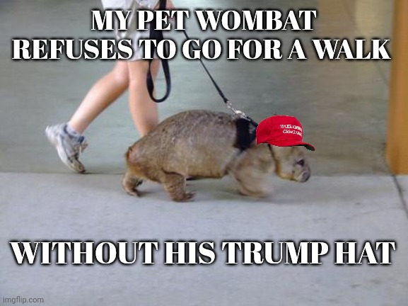 Donald Trump | MY PET WOMBAT REFUSES TO GO FOR A WALK; WITHOUT HIS TRUMP HAT | image tagged in pets | made w/ Imgflip meme maker