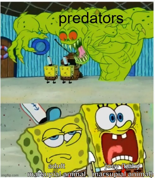 this is why joeys stays inside their mother's pouch | predators; joey (baby marsupial animal); adult marsupial animal | image tagged in spongebob squarepants scared but also not scared,animals,memes | made w/ Imgflip meme maker